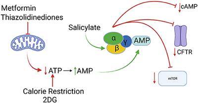 AMPK and Polycystic Kidney Disease Drug Development: An Interesting Off-Target Target